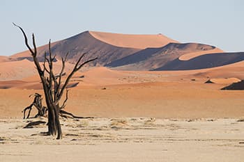 赤いナミブ砂漠とデッドフライの枯木