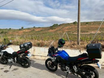 ログローニョ近郊の葡萄畑