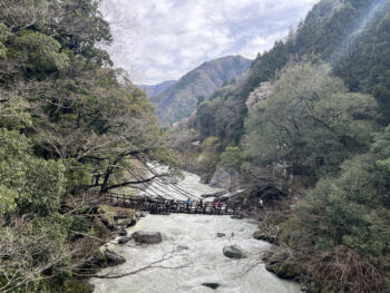 近景遠景。ジャングルブックに出てきそうな橋でした。