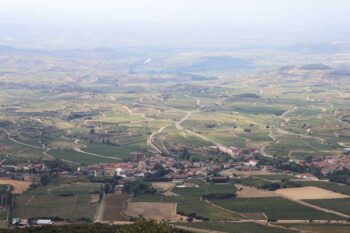 見渡す限りの葡萄畑