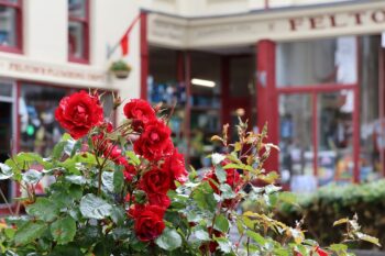 ヨーロッパ圏の街らしく、花が大切にされている気がします。