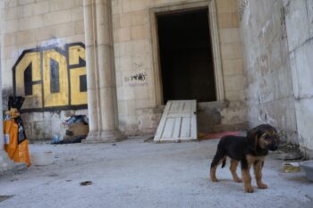 保養所では「ダンボ」と名付けられた子犬が新しい飼い主を待っている。