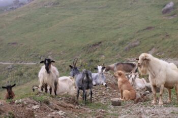 サイルメの山越えで出会った牧羊犬たち。街の野犬たちとは少し雰囲気が異なり、ビシッと仕事をしている。