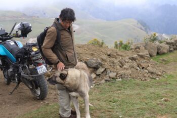 しかしどの子らもとっても人懐っこい。ジョージアは犬好きにはたまらない。