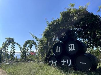 柵に絡みついているのは全てぶどうのツル!