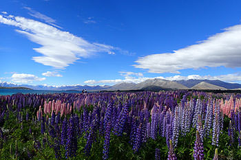 11/19発 ニュージーランド・ツーリング 添乗レポート