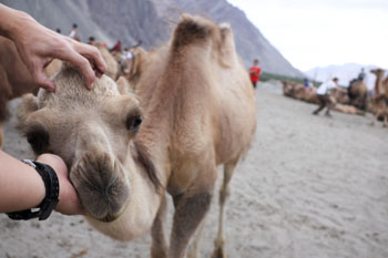 ディスキット近くの砂漠ではラクダとの触れ合いも