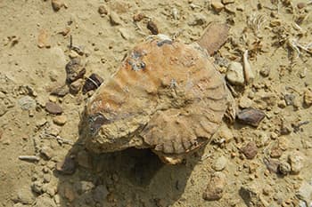 古代の海洋生物の化石