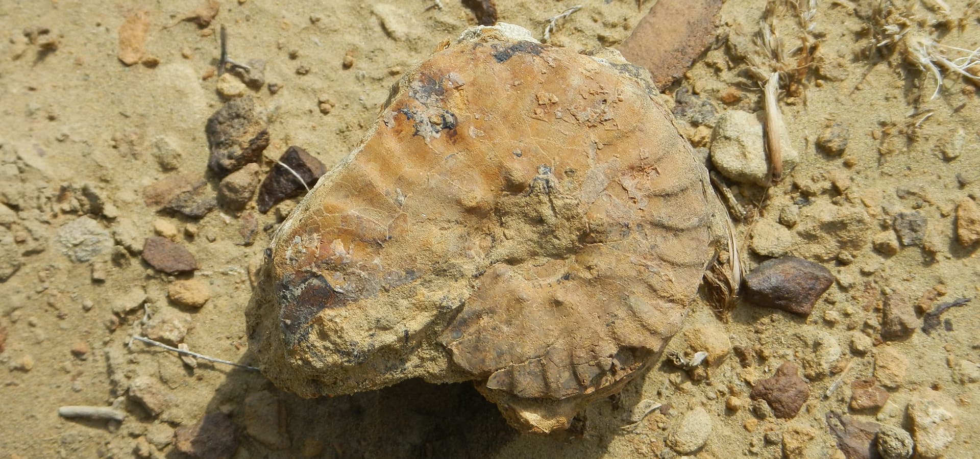 カザフスタン 中央アジアの知られざる秘境 ウスチュルト台地を駆ける 9日間