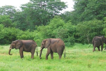 野生動物との遭遇も？