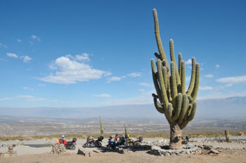 アルゼンチン北部の巨大サボテン