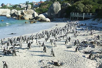 ペンギンにであえるサイモンズタウン