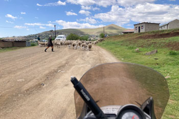 レソトでは羊や牛に注意