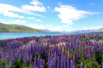 春はルピナスの季節