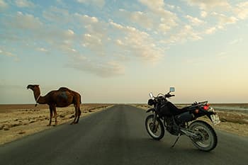 荒野に生きるラクダがいっぱい