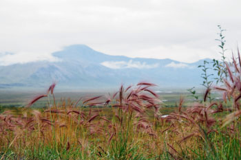 足元の小さな自然にも目を配る