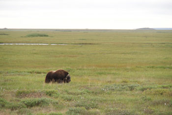 原野に生きる野生動物との出会いも