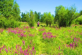 運が良ければ花も見られるかも