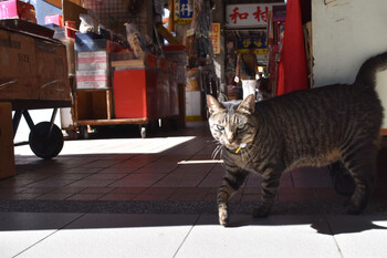 台湾に暮らす犬や猫との出会いも面白いです